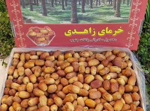تصویر 3 از خرما زاهدی خوزستان ویژه مناطق گرمسیری